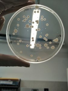 Piastra Petri contenente terreno selettivo per l’enumerazione e l’isolamento di Pseudomonas spp. nel latte e nei derivati. La piastra è stata incubata a 25° per 48h.